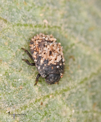 Odontoscelis lineola