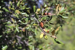 Quercus alnifolia