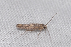 Coccidiphila gerasimovi