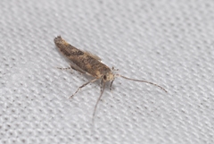 Coccidiphila gerasimovi