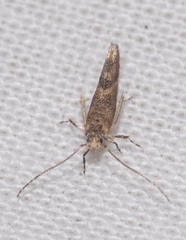 Coccidiphila gerasimovi