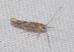 Coccidiphila gerasimovi