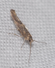 Coccidiphila gerasimovi