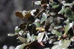 Quercus alnifolia
