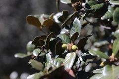 Quercus alnifolia