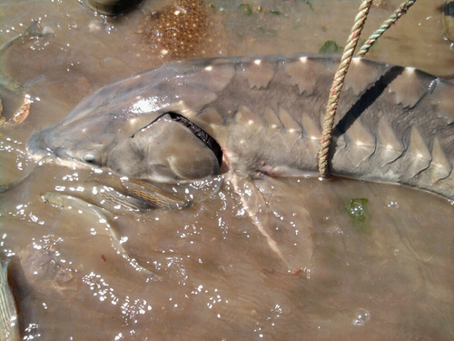 Atlantic Sturgeon