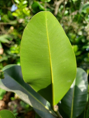 Calophyllum inophyllum