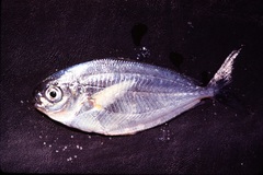 Peprilus triacanthus
