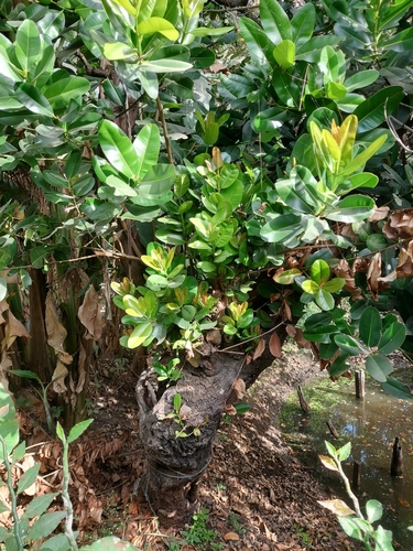 Calophyllum inophyllum
