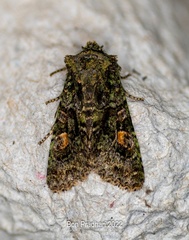 Noctuinae