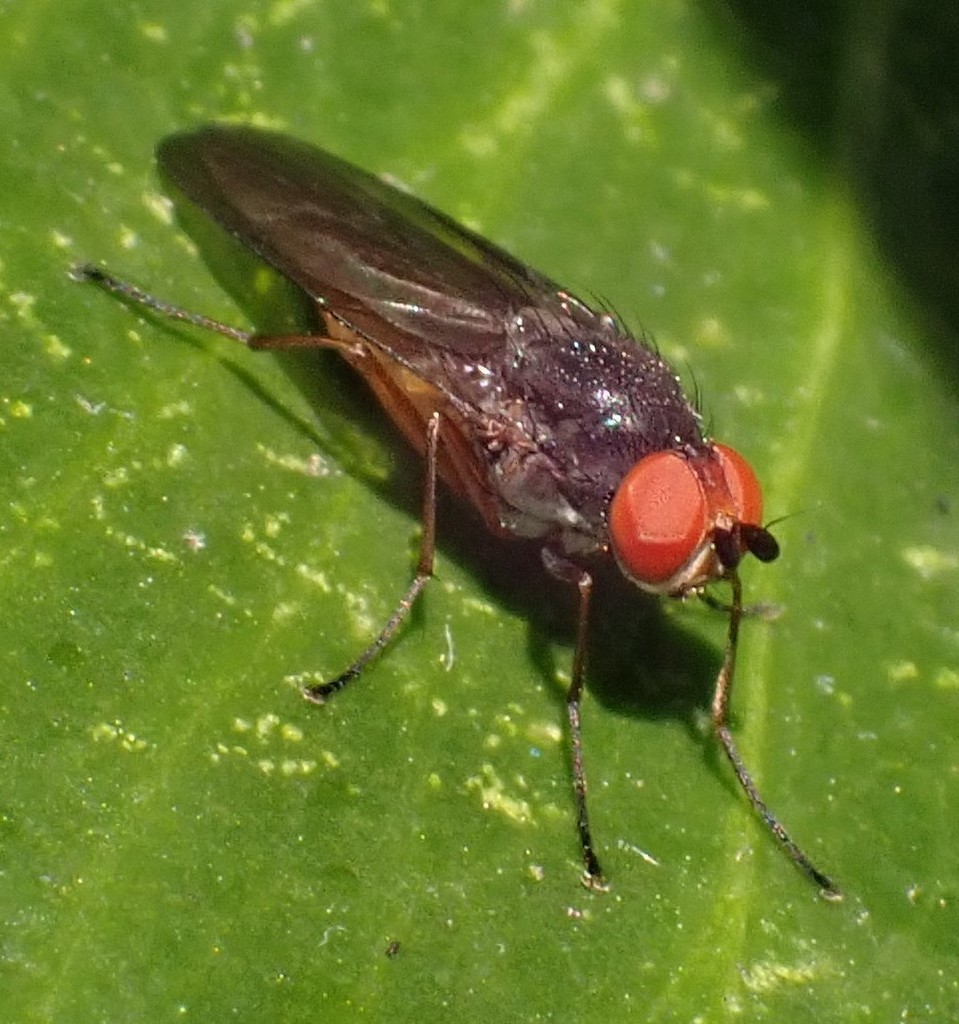 Heteromyza commixta