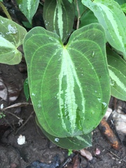 Dioscorea dodecaneura