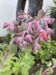 Echeveria pallida