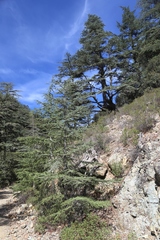 Cedrus brevifolia