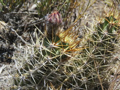 Austrocactus hibernus