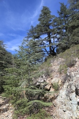 Cedrus brevifolia