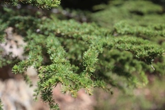 Cedrus brevifolia