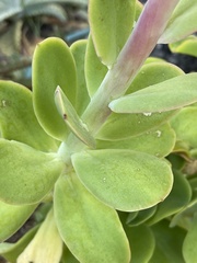 Echeveria pallida