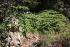 Cedrus brevifolia