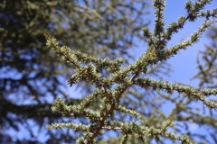 Cedrus brevifolia