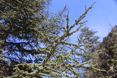 Cedrus brevifolia
