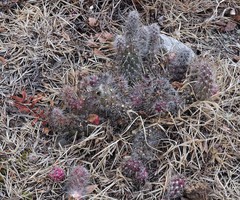 Austrocylindropuntia shaferi