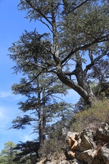Cedrus brevifolia