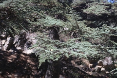 Cedrus brevifolia