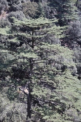 Cedrus brevifolia