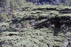 Cedrus brevifolia
