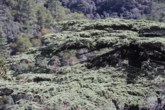 Cedrus brevifolia