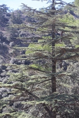 Cedrus brevifolia