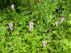 Platanthera grandiflora