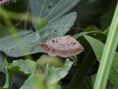 Blasticorhinus