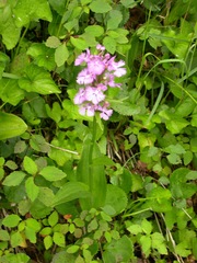 Platanthera grandiflora