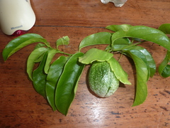 Passiflora venusta