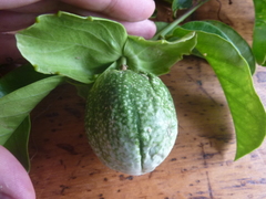 Passiflora venusta