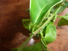 Passiflora venusta
