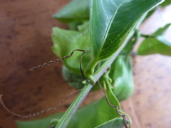 Passiflora venusta