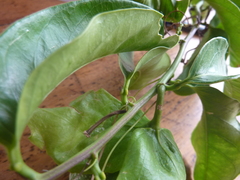 Passiflora venusta