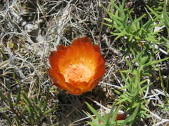 Austrocactus hibernus