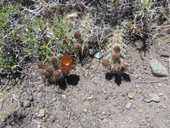 Austrocactus hibernus