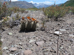 Austrocactus hibernus