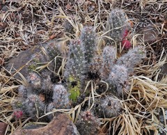 Austrocylindropuntia shaferi