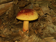 Boletus miniatopallescens