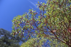 Arbutus andrachne