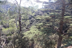 Cedrus brevifolia