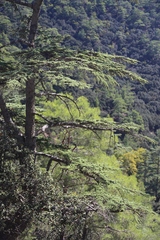 Cedrus brevifolia
