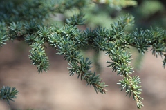 Cedrus brevifolia