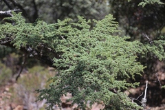 Cedrus brevifolia